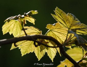 Bomen