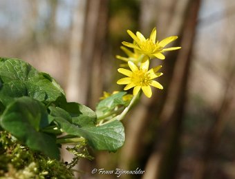 Planten